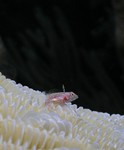 No Caption