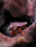 Red Reef Hermit Crab
Paguristes cadenati