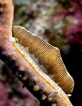 Fingerprint Cyphoma
Cyphoma signatum