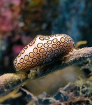 Flamingo Tongue
Cyphoma gibbosum