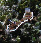 Unidentified Sea Goddess
Hypselodoris?