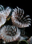 Social Featherduster
Bispira brunnea