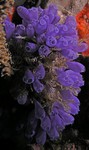 Blue Bell Tunicate
Clavelina puerto-secensis