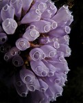 Blue Bell Tunicate
Clavelina puerto-secensis