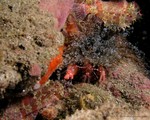 Red Snapping Shrimp
Alpheus spp.