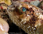 Balloonfish
Diodon holocanthus
