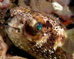 Ballonfish
Diodon holocanthus