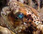 Balloonfish
Diodon holocanthus