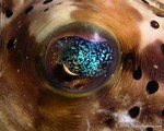 Balloonfish Eye