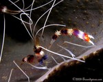 Banded Coral Shrimp
Stenopus hispidus