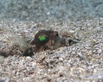 Banded Jawfish
Opistognathus macrognathus