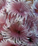 Social Feather Duster