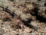 Whitenose Pipefish