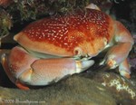 Batwing Coral Crab
Carpilius corallinus
