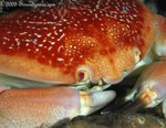 Batwing Coral Crab
Carpilius corallinus