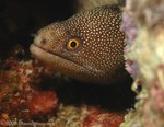 Goldentail Moray
Gymnothorax miliaris