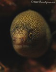 Goldentail Moray
Gymnothorax miliaris