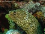 Goldentail Moray
Gymnothorax miliaris
Looks as though something tried to make
a meal out of this little guy