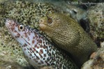 Oscar & Felix
The Odd Couple
Spotted Moray & Goldentail Moray
Gymnothorax moringa and Gymnothorax miliaris