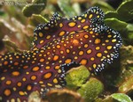 Leopard Flatworm
Pseudoceros pardalis