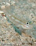 Bridled Goby
Coryphopterus glaucofraenum