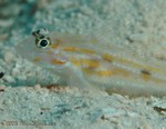 Pallid Goby
Goryphopterus eidolon