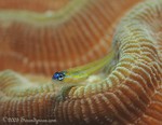 Peppermint Goby
Coryphopterus lipernes