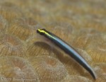Sharknose Goby
Gobiosoma evelynae