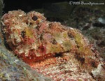 Spotted Scorpionfish
Scorpaena plumieri