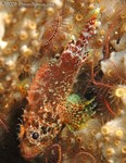 Reef Scorpionfish
Scorpaenodes caribbaeus
