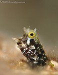Secretary Blenny
Acanthemblemaria maria