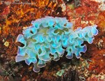 Lettuce Sea Slug
Elysia crispata