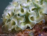 Lettuce Sea Slug
Elysia crispata