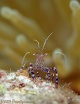 Spotted Cleaner Shrimp
Periclimenes yucatanicus
