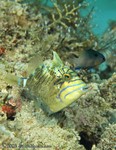 Queen Triggerfish, Intermediate
Balistes vetula