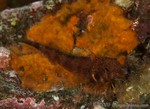 Galapagos Triplefin Blenny
Lepidonectes corallicola