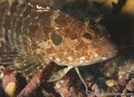 Bravo Clinid, Juvenile
Labrisomus dendriticus