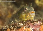 Bravo Clinid
Labrisomus dendriticus