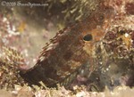 Bravo Clinid, Juvenile
Labrisomus dendriticus