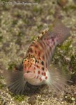 Coral Hawkfish
Cirrhitichthys oxycephalus
