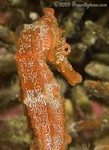 Pacific Seahorse
Hippocampus ingens