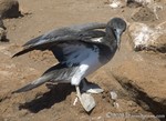 Bluefooted Booby, Juvenile