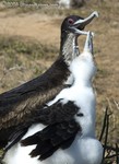 Frigate mother and chick