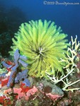 Highlight for Album: Pohnpei Underwater