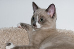Angel 11 weeks