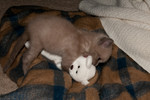 Angel vs The Beanie Bear Week 4