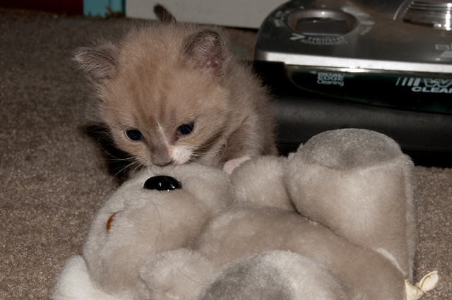 Angel vs The Koala Bear Week 3