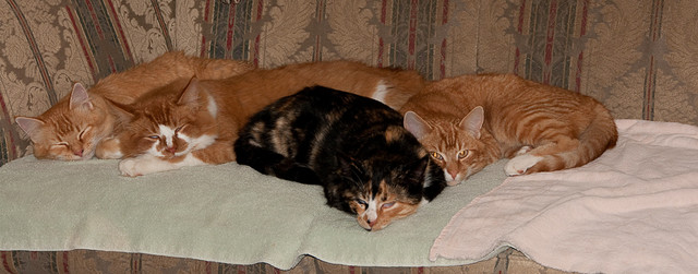 Babies on the Couch