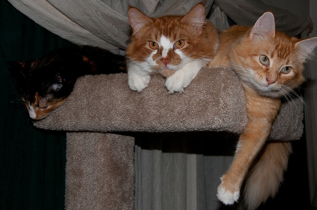 Just hangin' out with Georgette, Hippie Kitty, and Mama Kitty