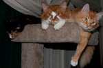 Just hangin' out with Georgette, Hippie Kitty, and Mama Kitty